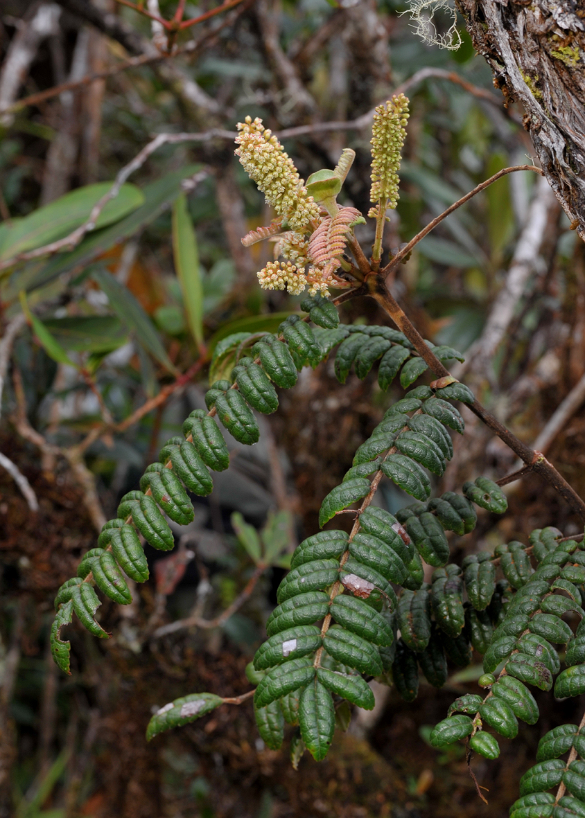 Weinmannia clemesiae