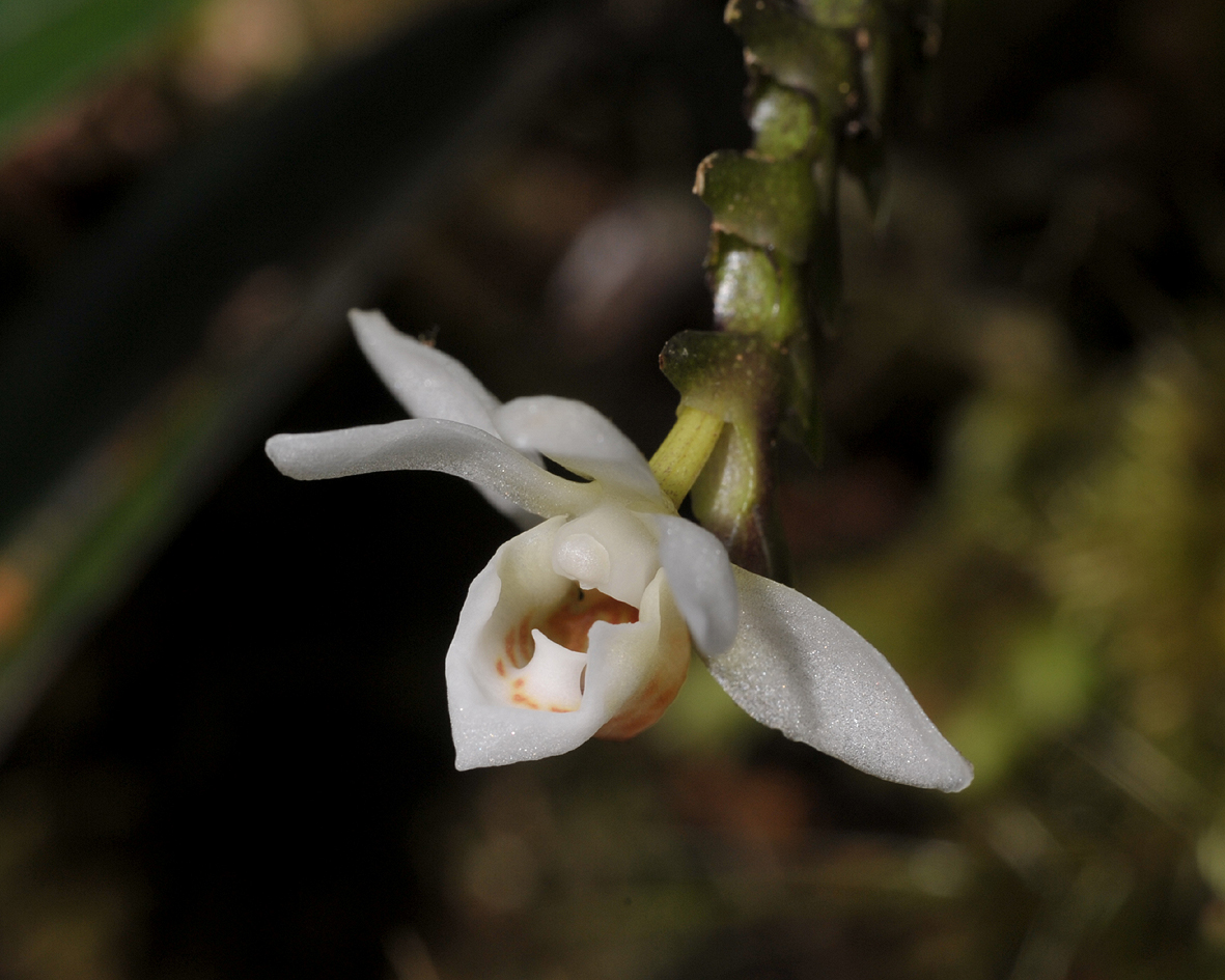 Thrixspermum sp. Close-up.