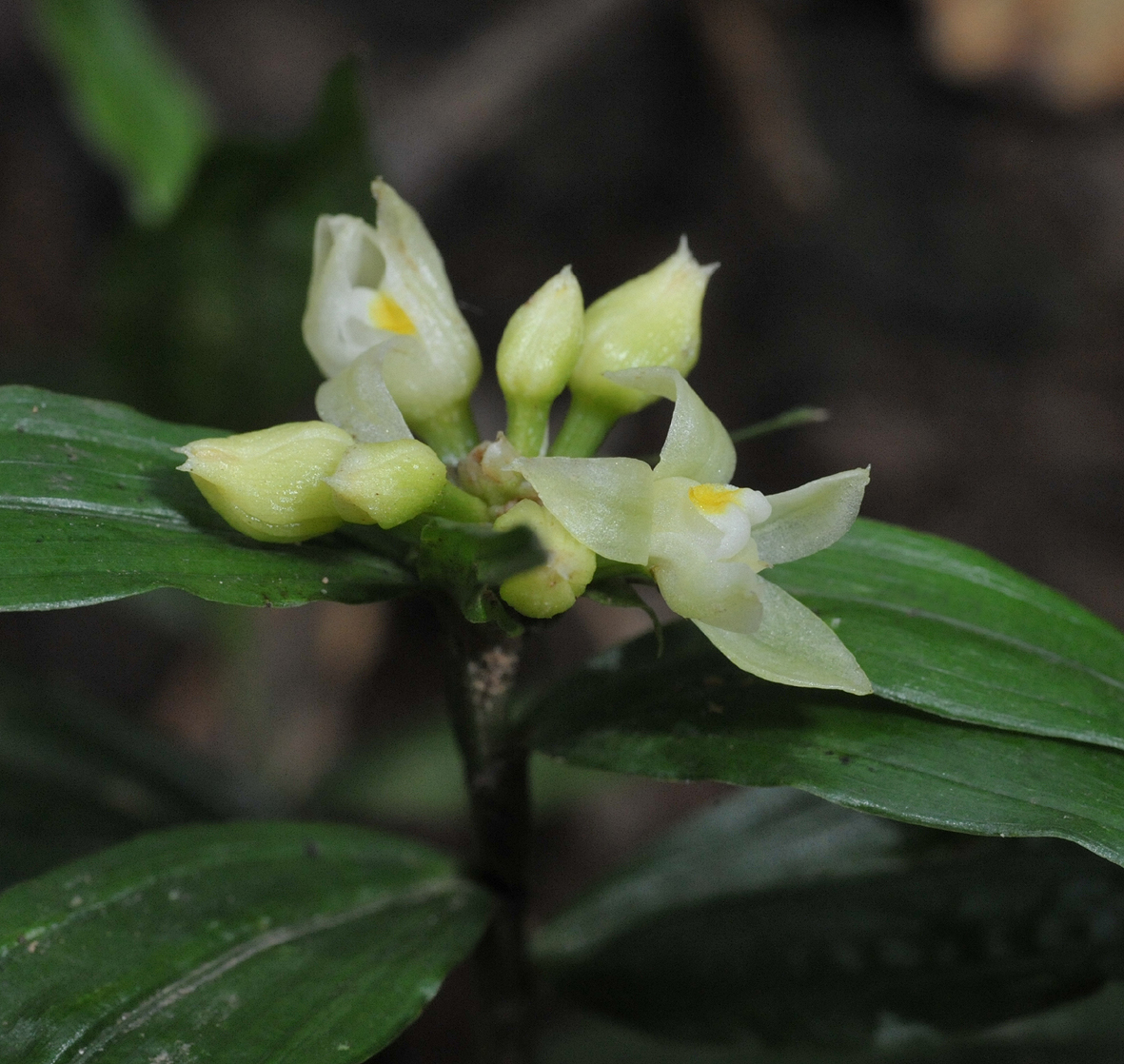 Tropidia curculigoides. Closer.