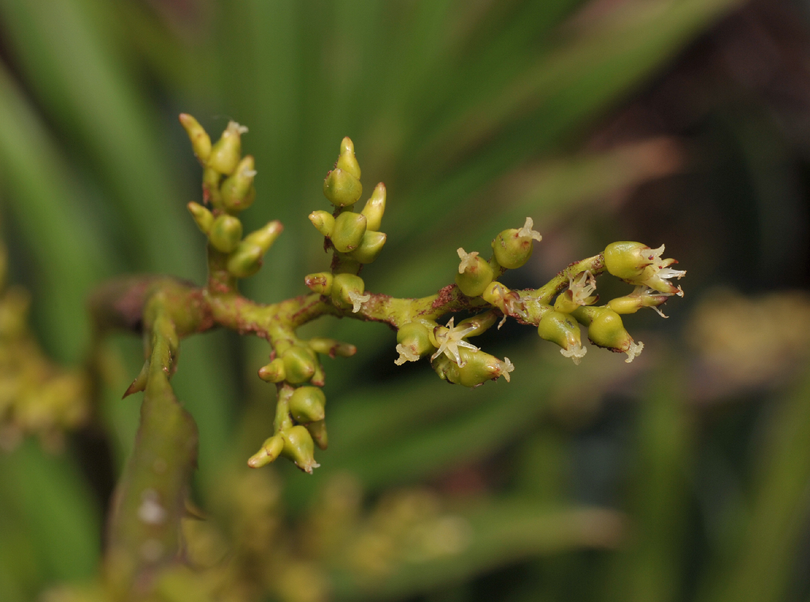 Calamus gibbsianus. Flowers.
