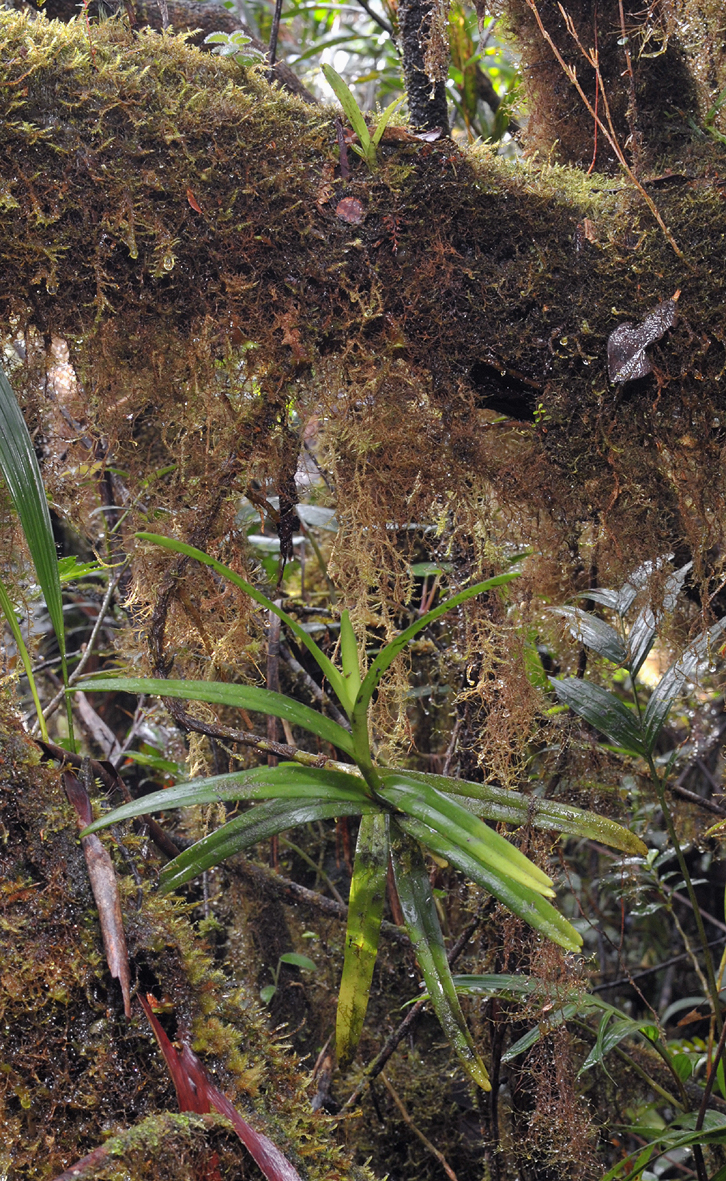 Cleisocentron sp.