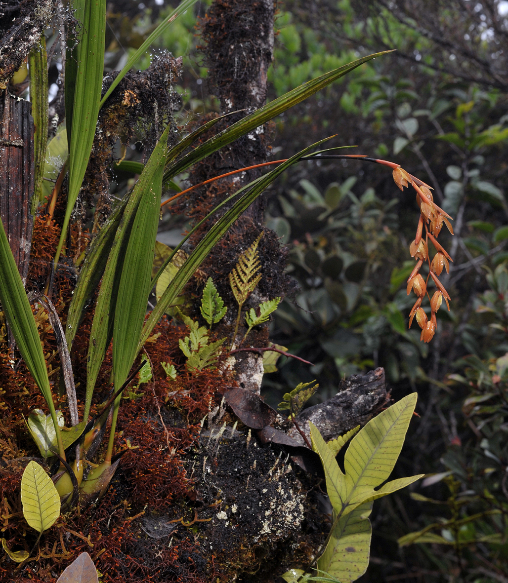 Coelogyne plicatissima