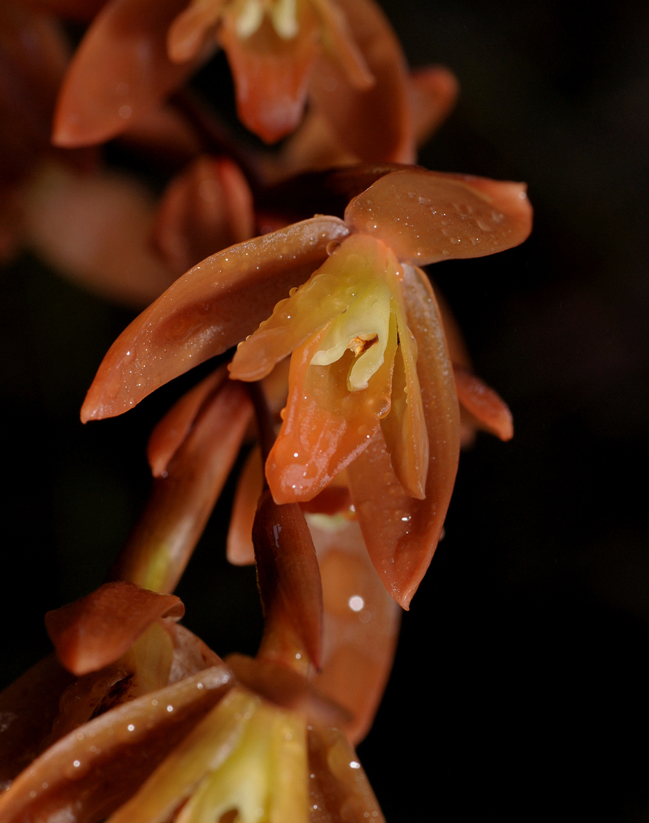 Coelogyne plicatissima. Close-up.