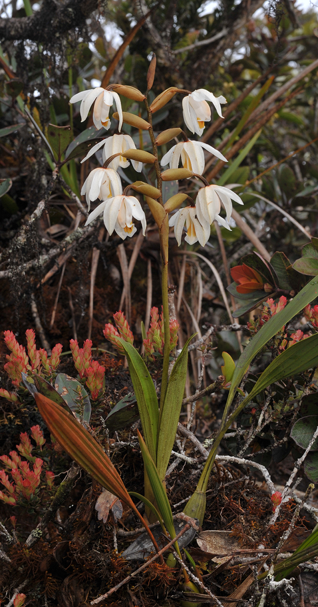Coelogyne rupicola