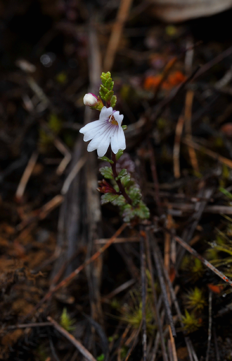 Euphrasia borneensis