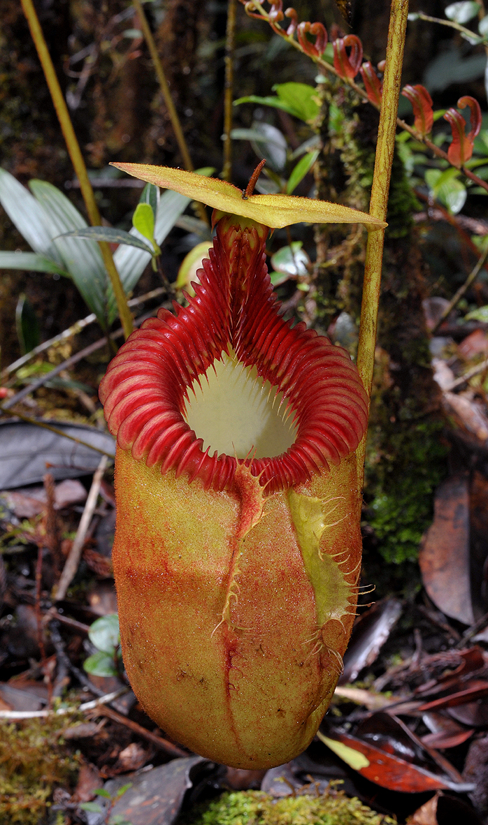 Nepenthes villosa. Close-up.