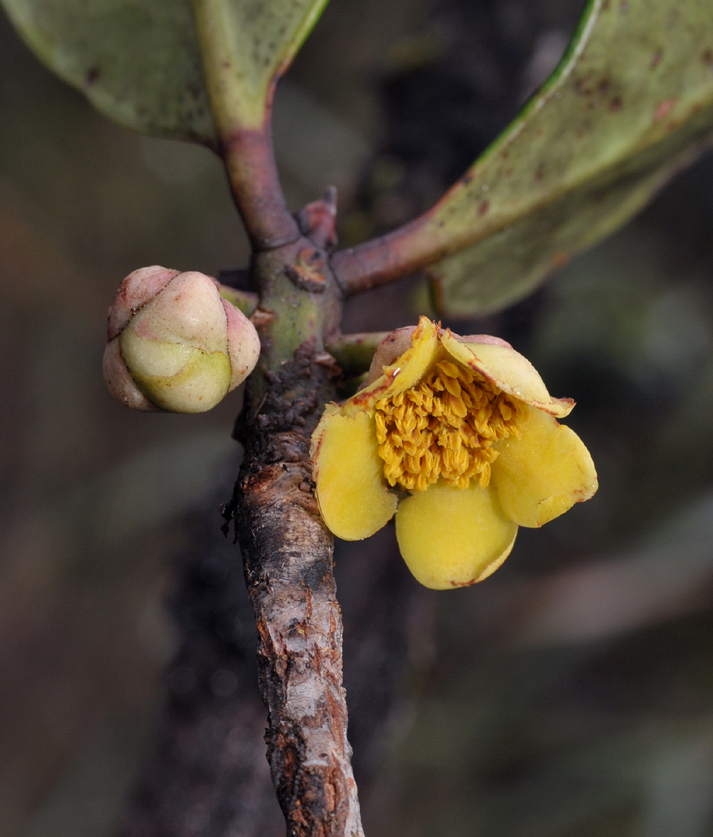 Ternstroemia lowii. Close-up.