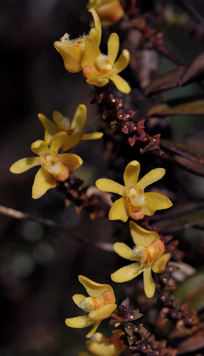 Thrixspermum kocyanii. Closer.