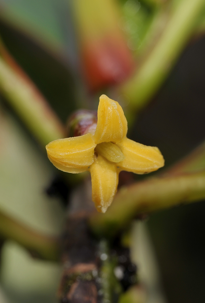 Timonius sp. Close-up.