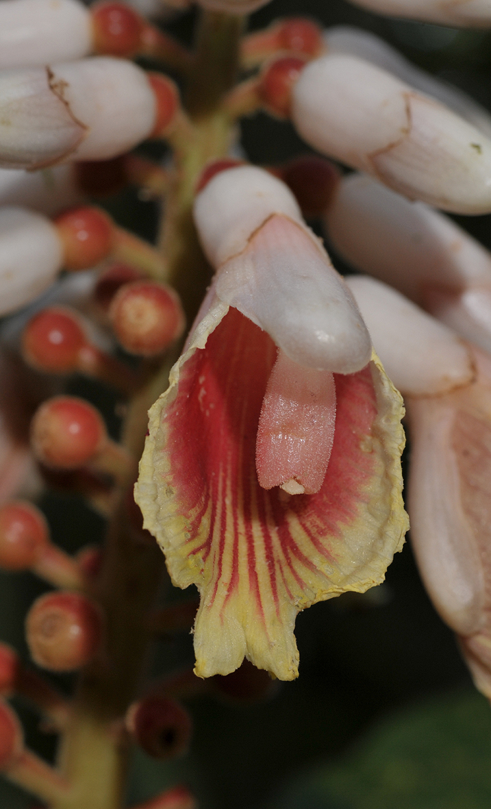 Alpinia havilandii. Close-up.