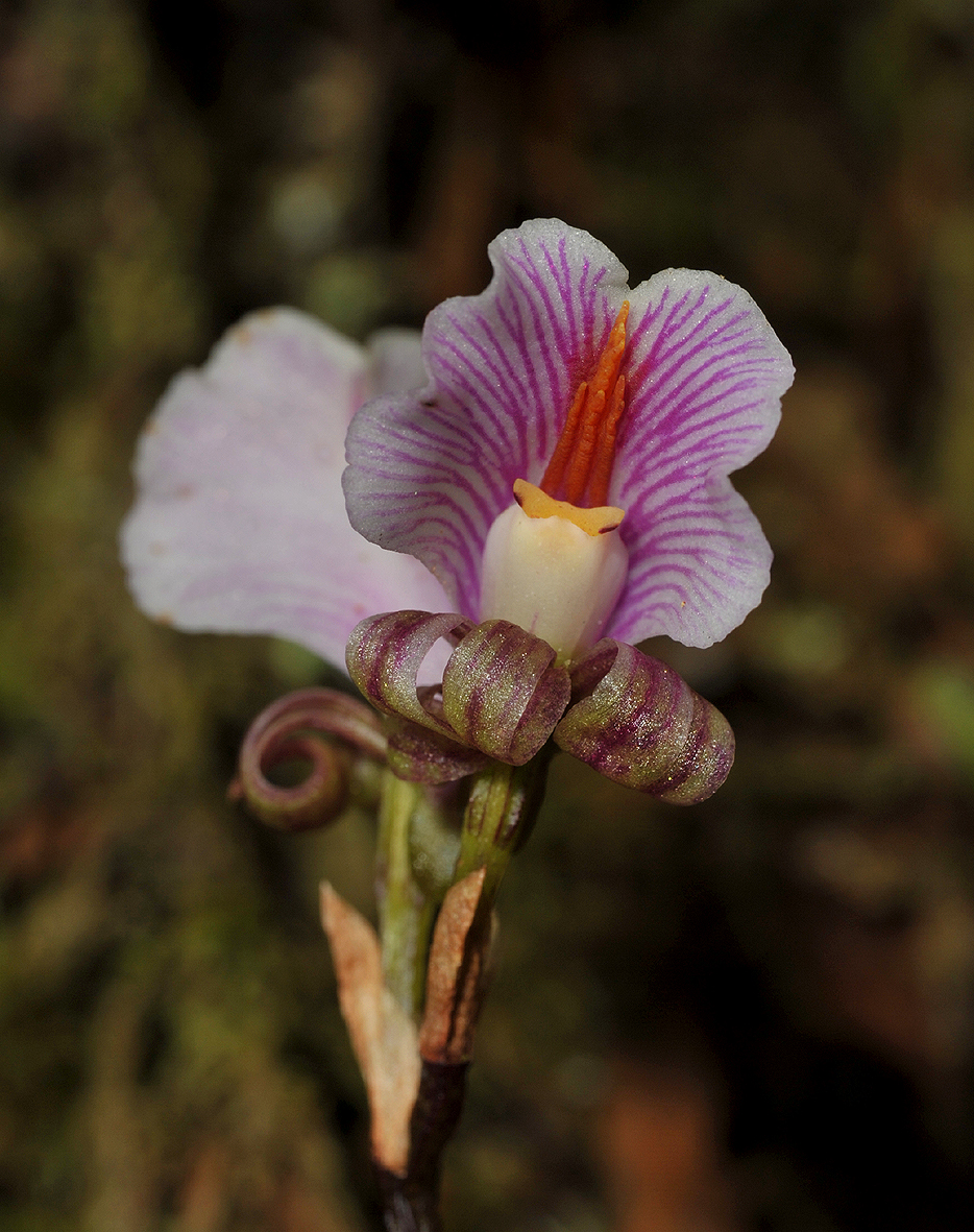 Nephelaphyllum pulchrum. Close-up.