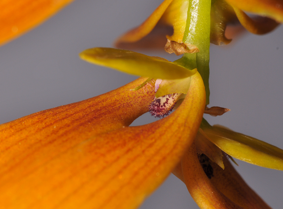 Bulbophyllum kanburiensis aff. Close-up.