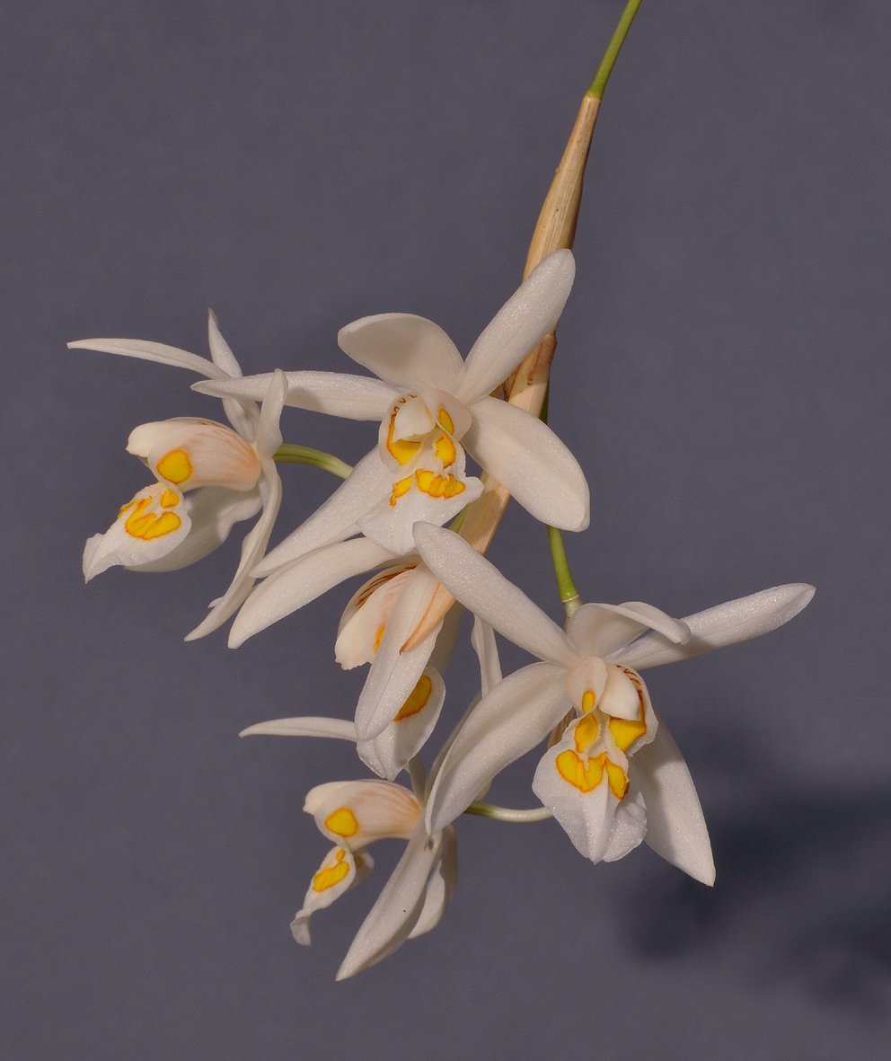 Coelogyne punctulata