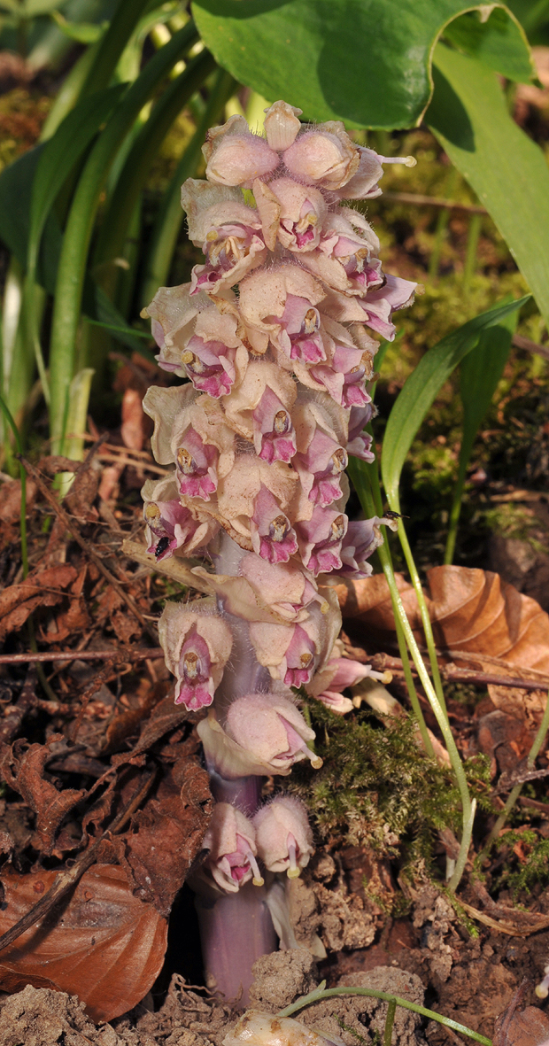 Lathraea squamaria