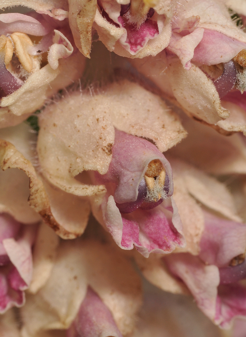 Lathraea squamaria. Close-up.