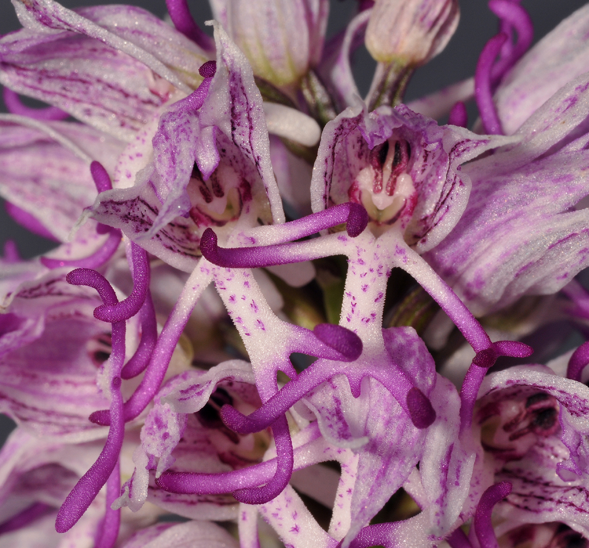 Orchis simia. Close-up.
