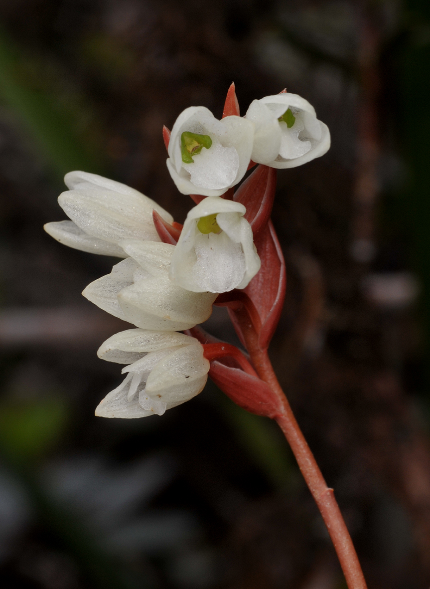 Pholidota sigmatochilus. Close-up.