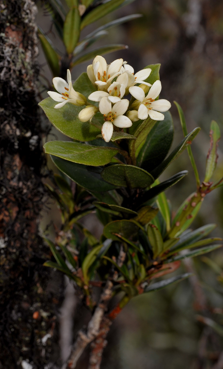 Pittosporum prediticola