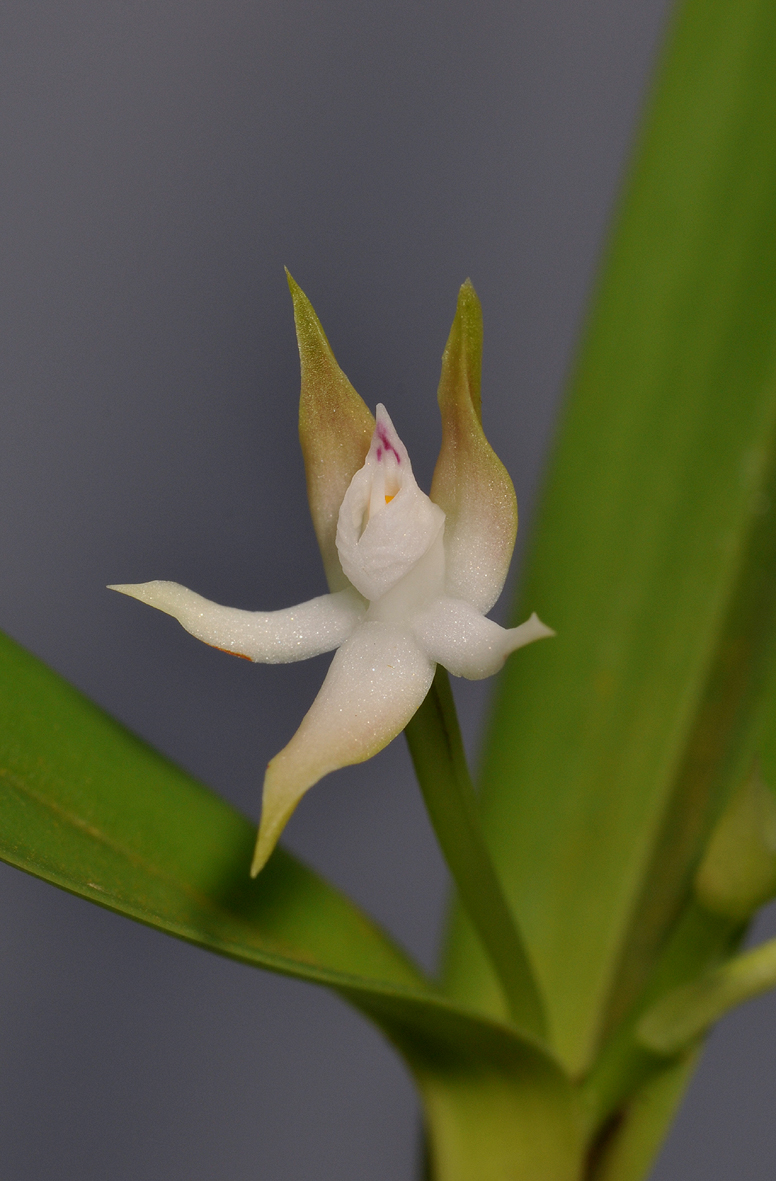 Prosthechea pygmaea. Close-up.