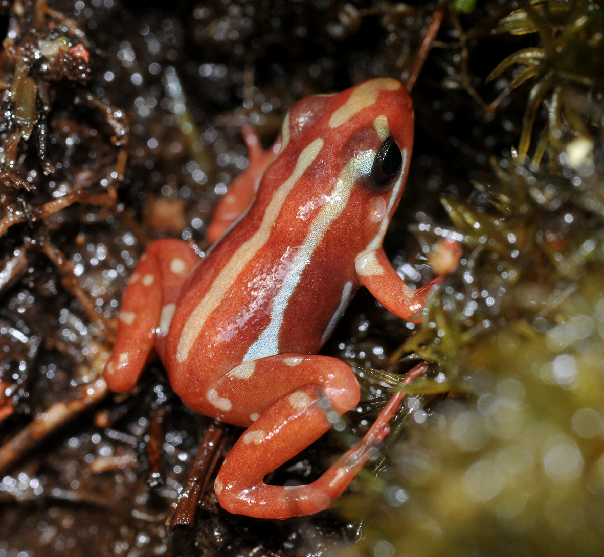 Dendrobates tricolor