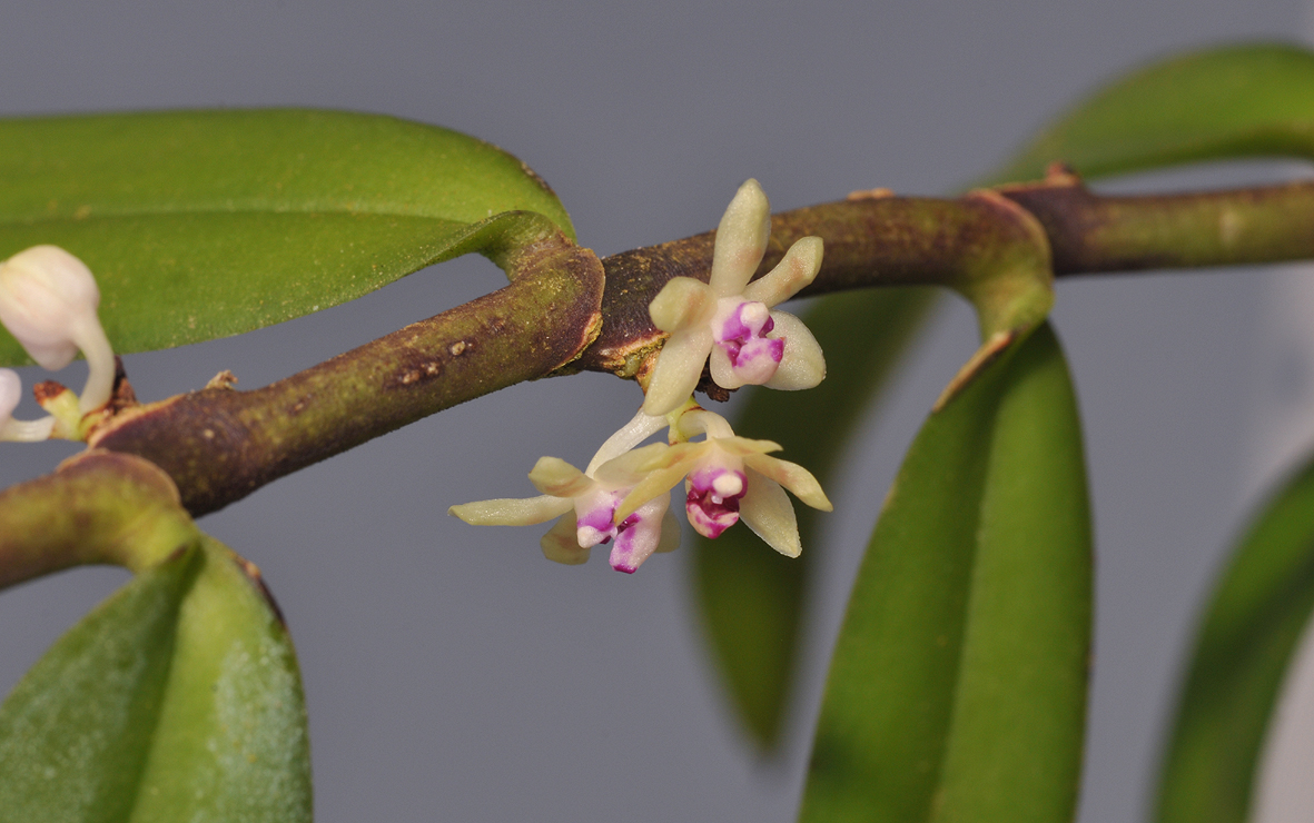 Trichoglottis rosea. Closer. 