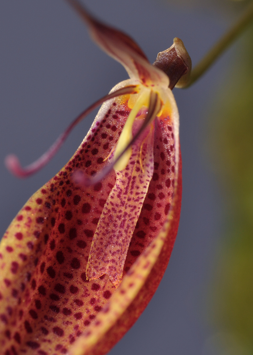 Restrepia cymbula. Close-up lip.