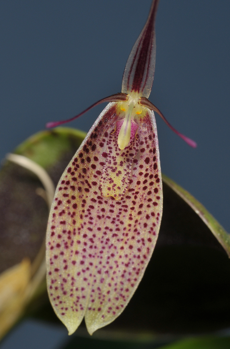 Restrepia vasquezii. Close-up.