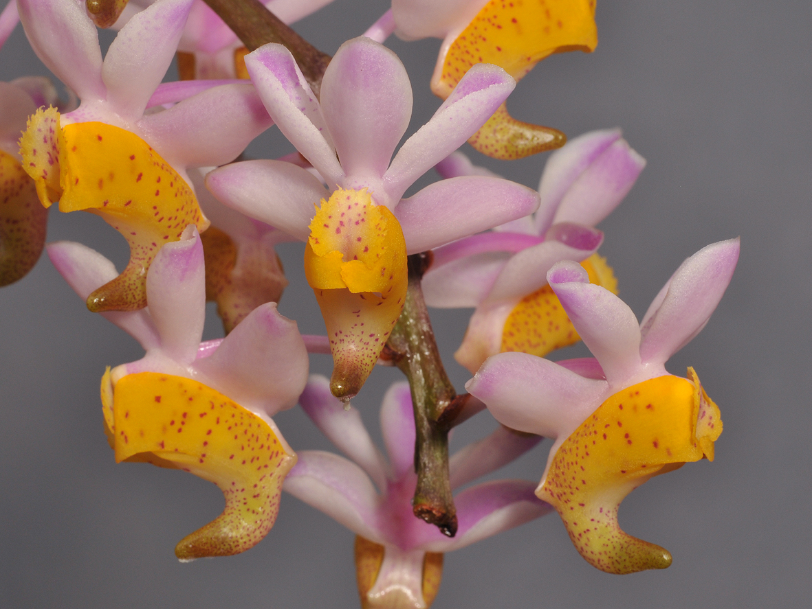 Aerides odoratum. Closer. 