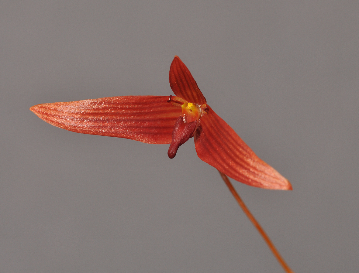 Bulbophyllum inaequale. Closer. 