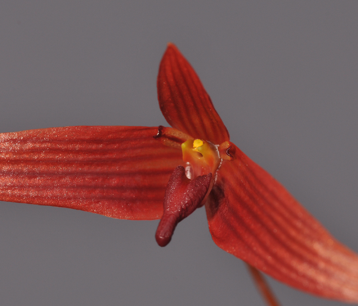 Bulbophyllum inaequale. Close-up. 