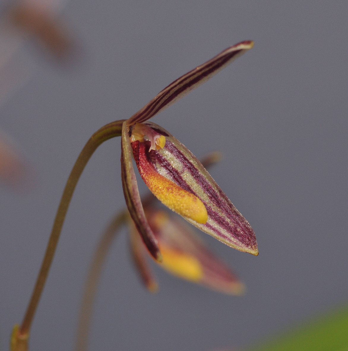 Bulbophyllum sp. Close-up side. 