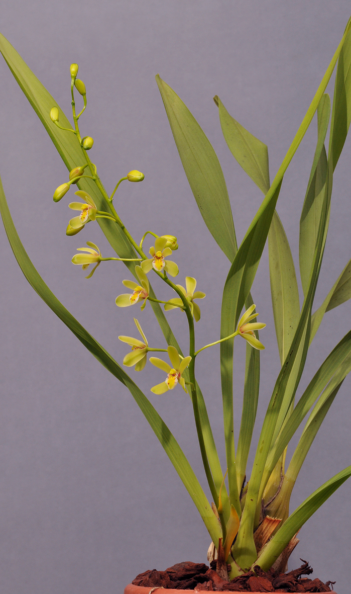 Cymbidium chloranthum 