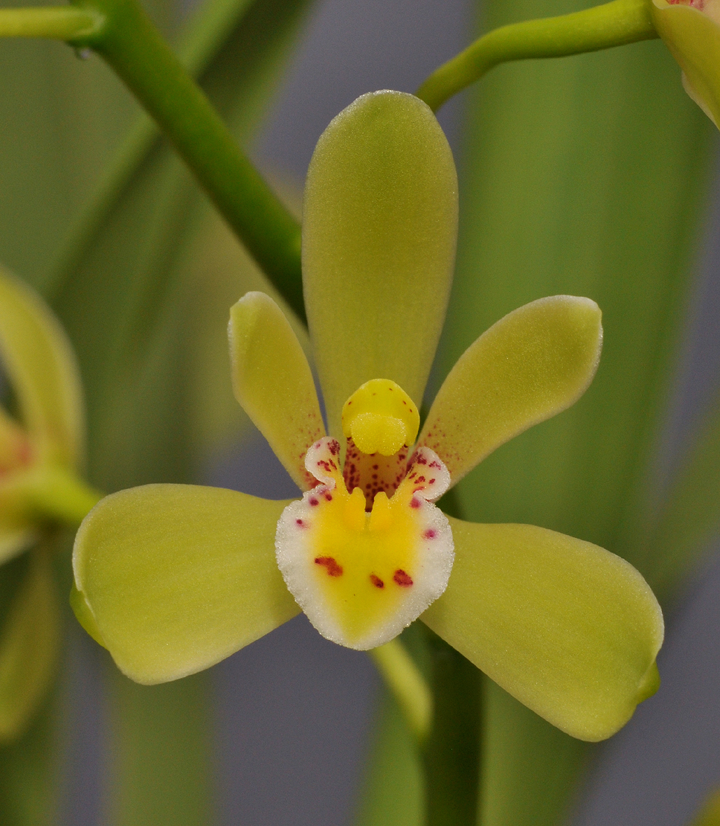 Cymbidium chloranthum. Close-up. 