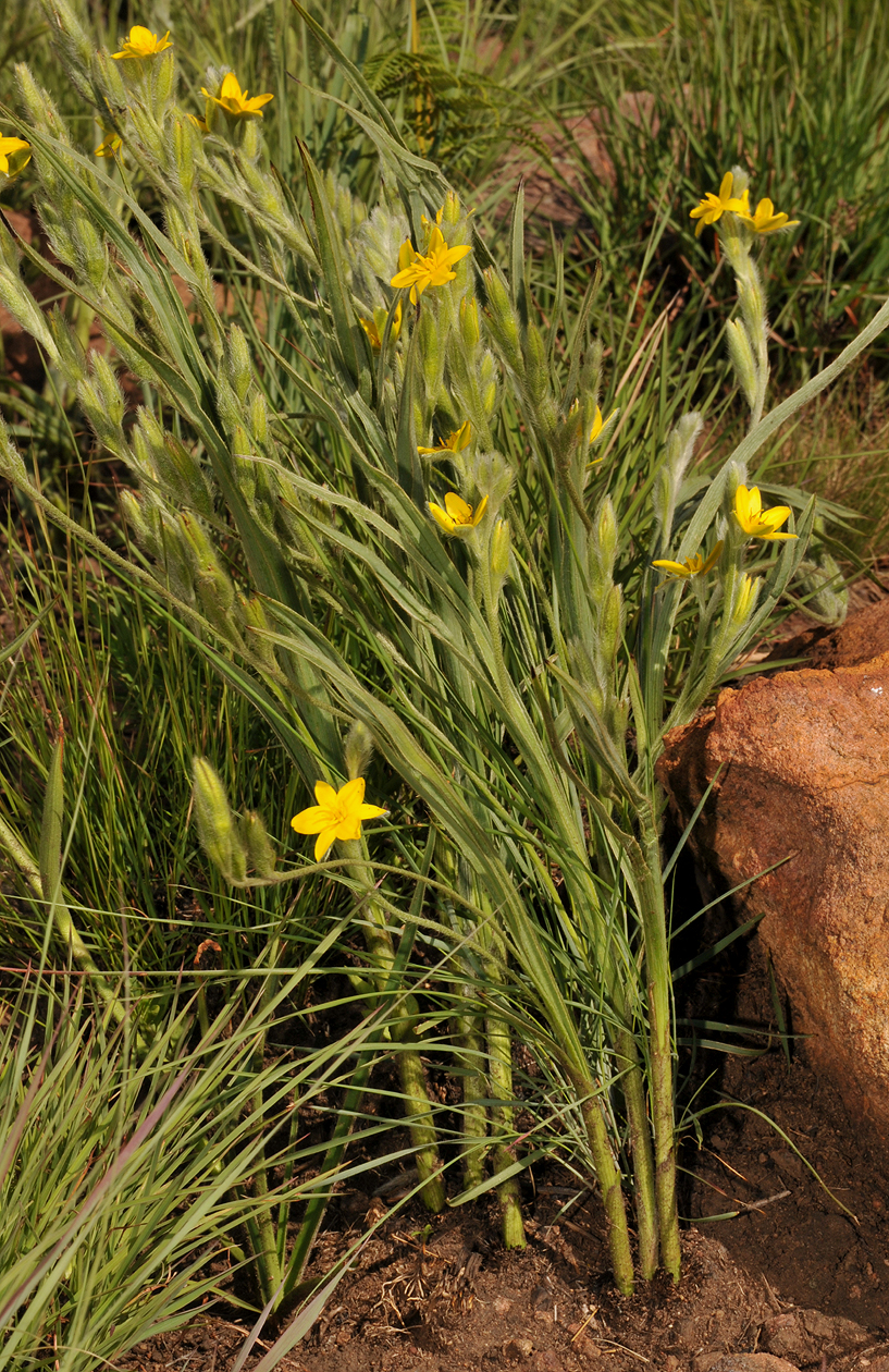 Hypoxis acuminata