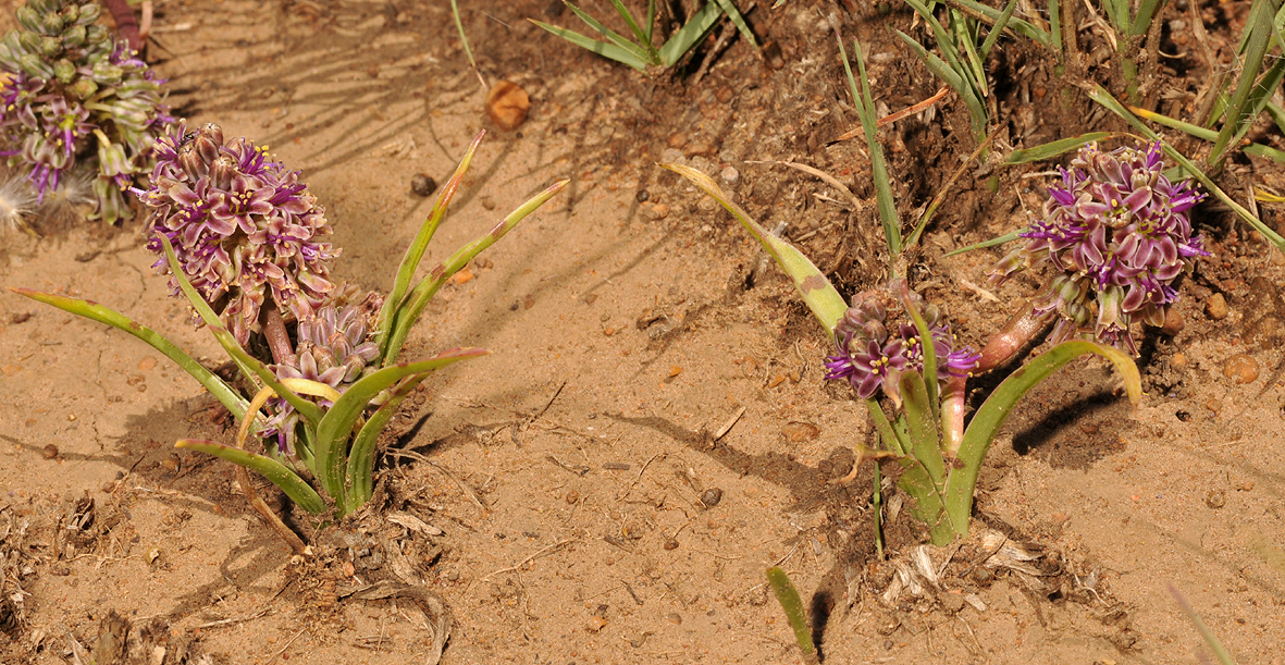 Ledebouria sp.2.