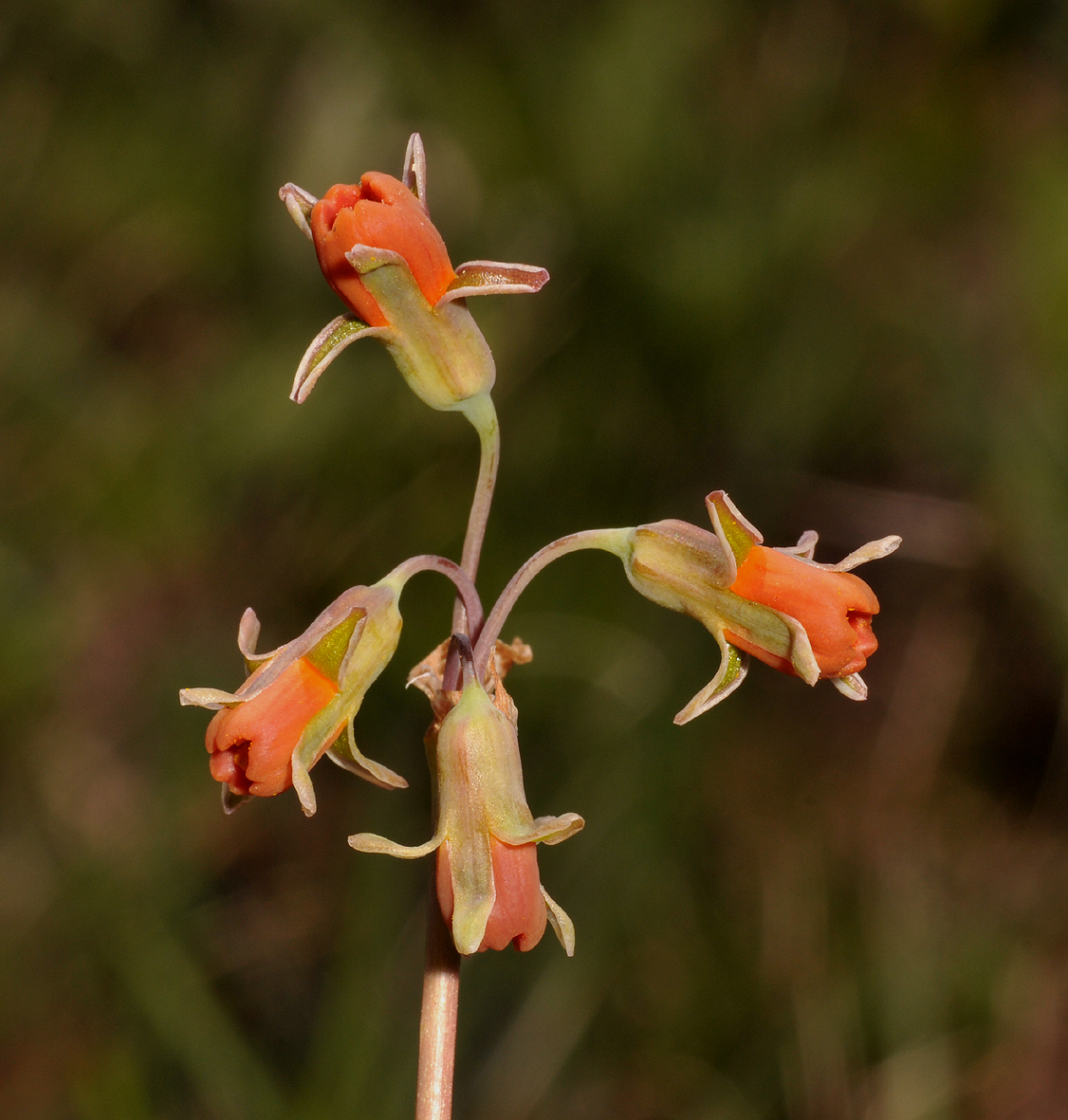 Tulbaghia acutiloba. Close-up.