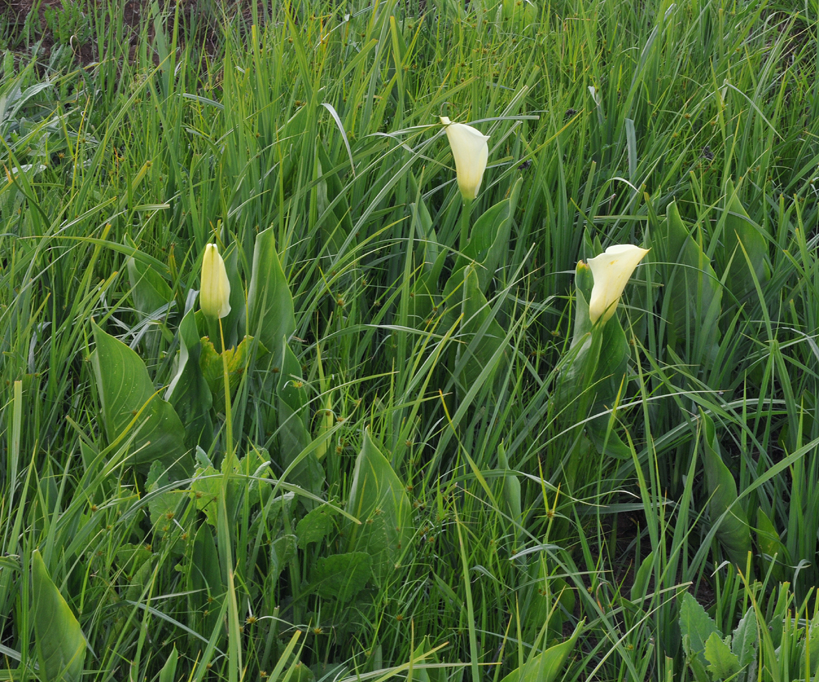 Zantedeschia aethiopica