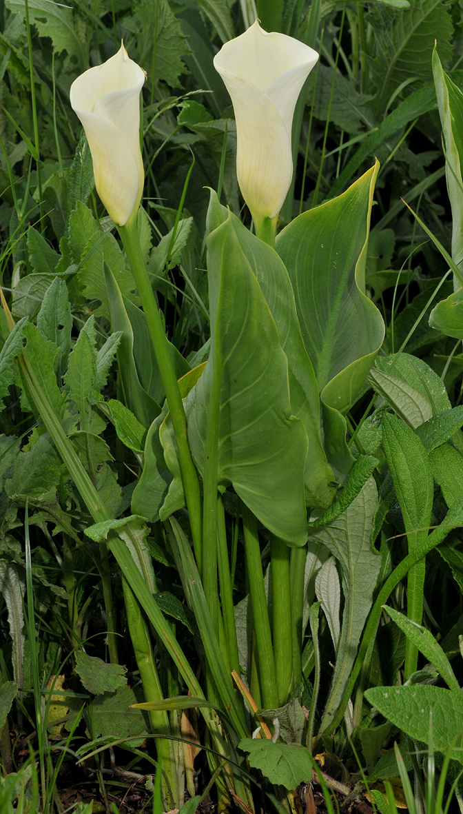 Zantedeschia aethiopica