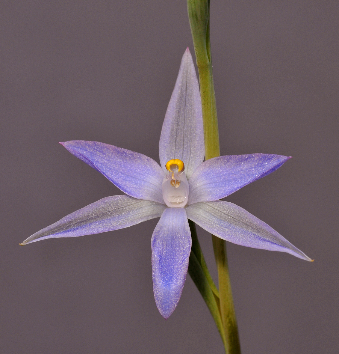 Thelymitra sp. Close-up. 