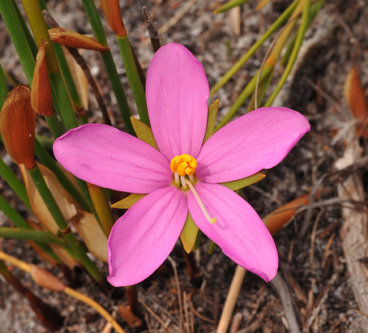 Chironia jasminoides