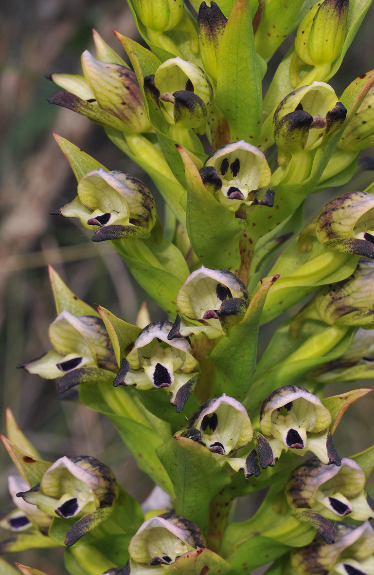 Disa hallackii. Closer.