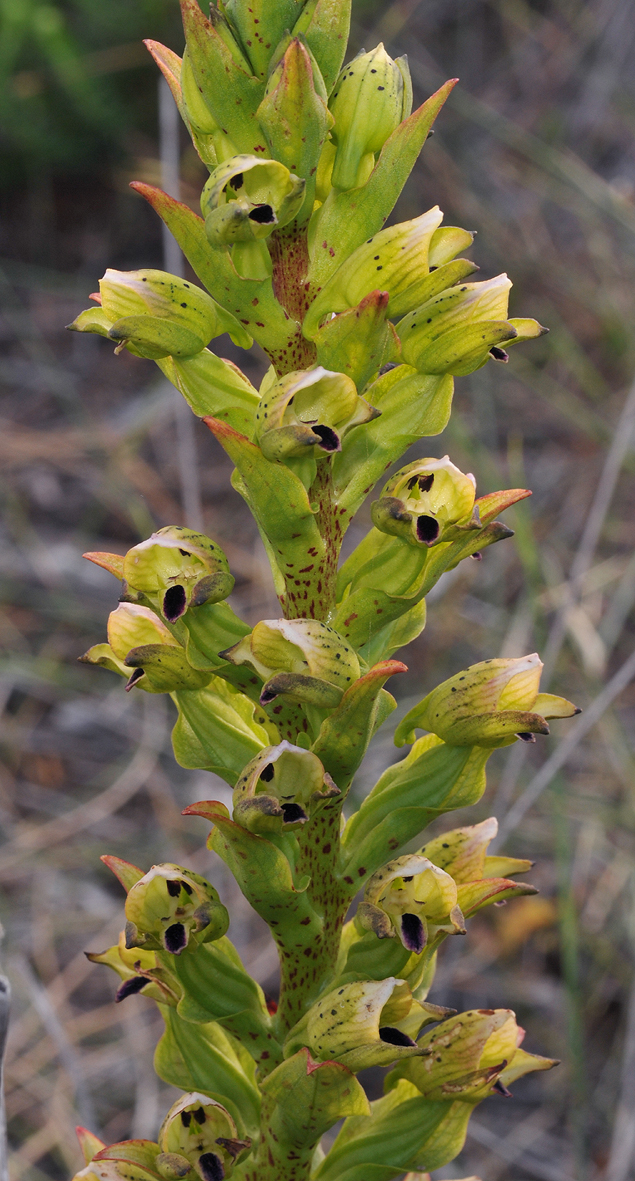 Disa hallackii. Green. Closer.