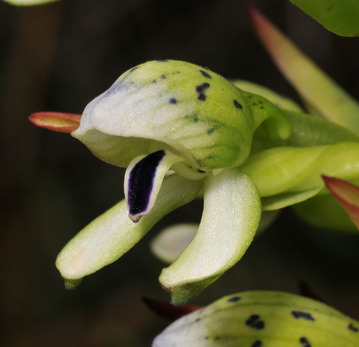 Disa hallackii. Close-up side.