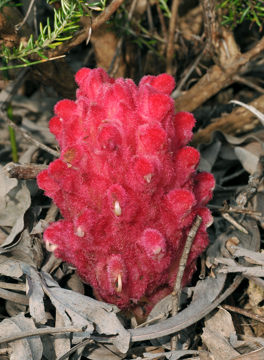 Hyobanche sanguinea. Closer.jpg