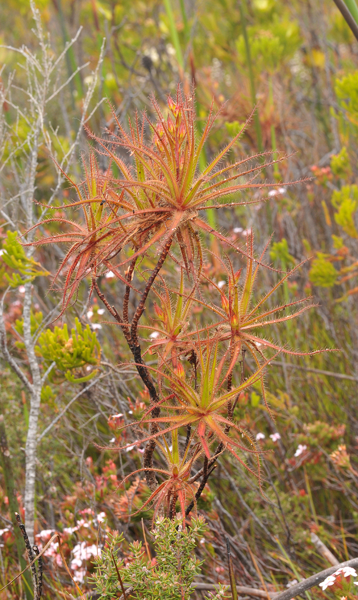 Roridula gorgonias. Closer.