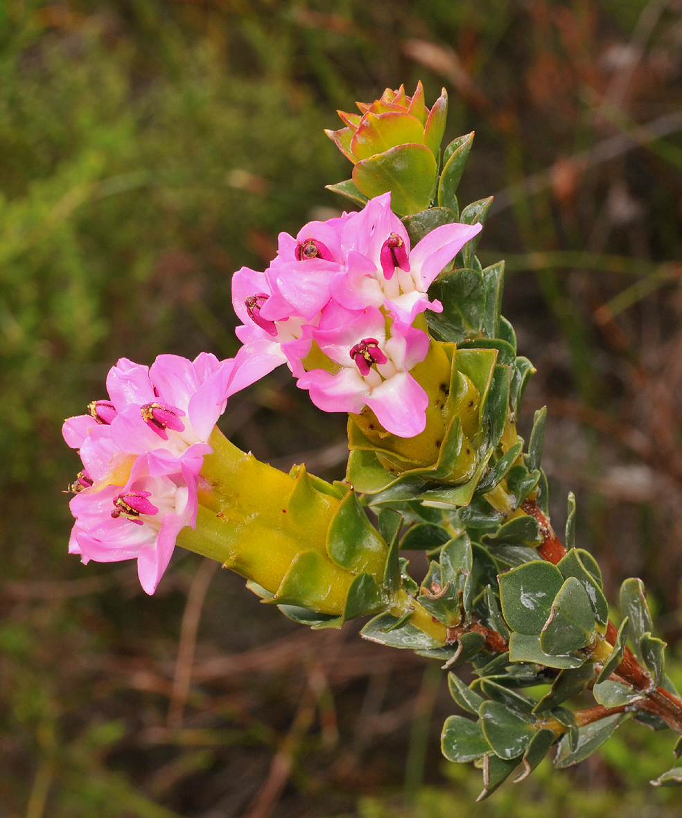 Saltera sarcocolla