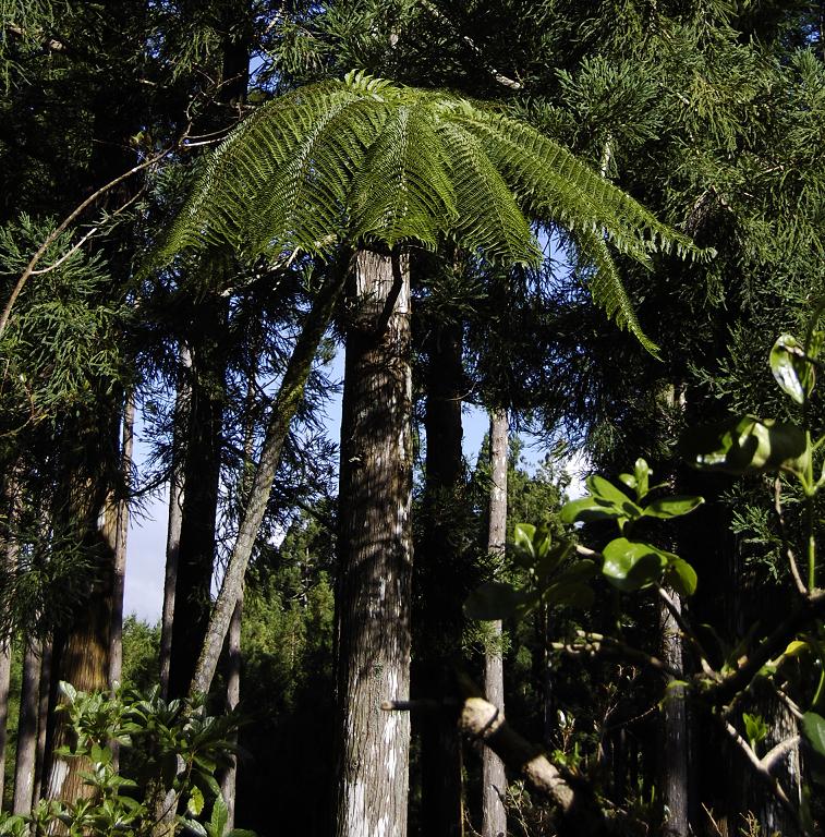 Cyathea borbonica in front of Cryptomeria.