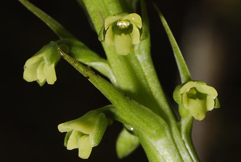 Benthamia latifolia. Close-up.