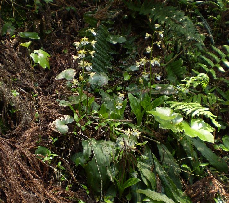 Calanthe discolor. Photographed in situ. (Kyushu, Japan)