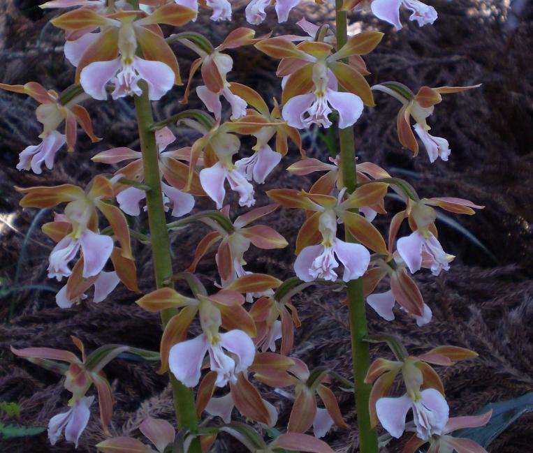 Calanthe discolor. Photographed in situ.(Kyushu, Japan)